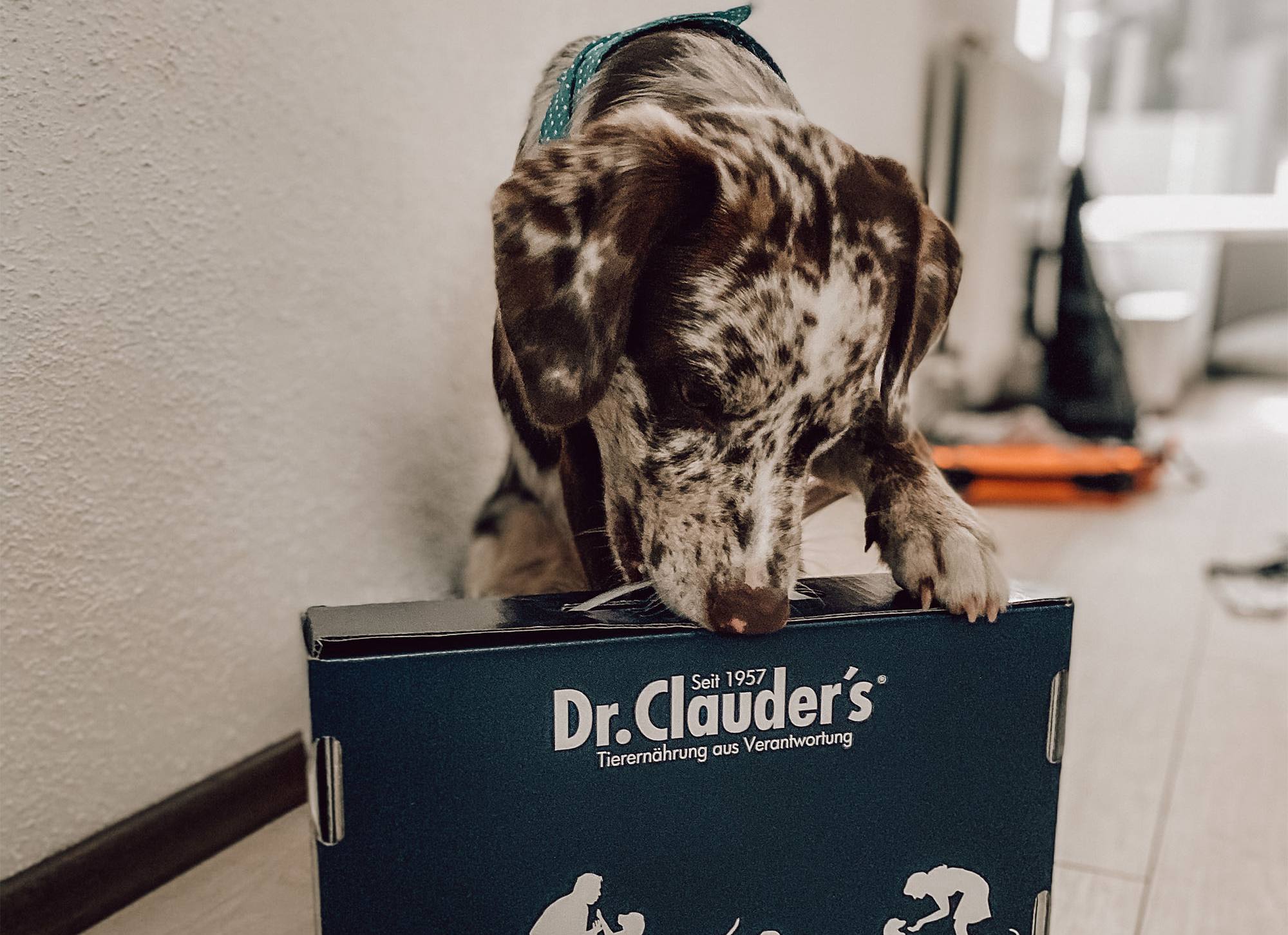 Dr.Clauder’s FUTTERUMSTELLUNG