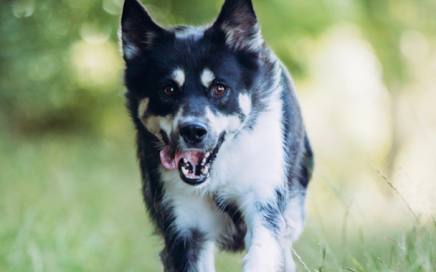 Ein zufriedener Hund ist ein glücklicher Hund 